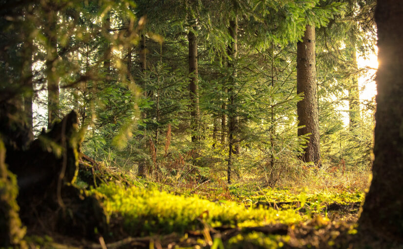 The Surprising Mental Health Benefits of Growing Up Among Trees