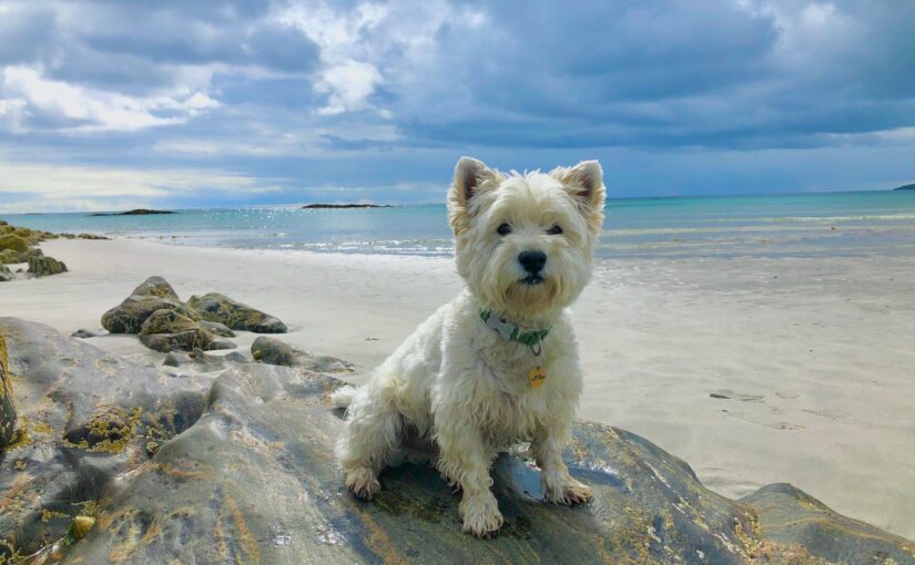 The Wondrous World of Westie Dogs